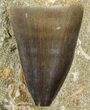 Mosasaur (Prognathodon) Tooth In Rock - Nice Tooth #60185-2